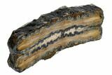 Mammoth Molar Slice With Case - South Carolina #106502-1